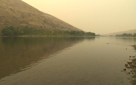 Sockeye salmon in Idaho becoming endangered